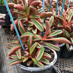 Ruby Glow Pepperomia Plant 5in Pot. Not 6in