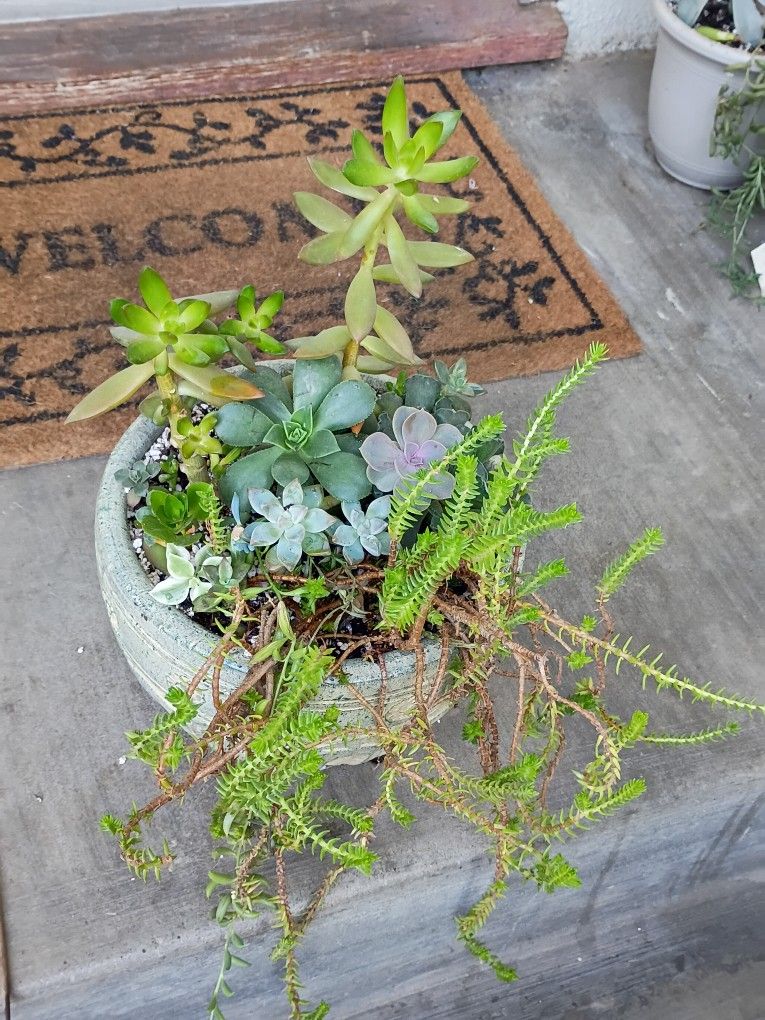 Beautiful Succulents