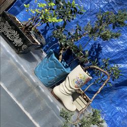 Bonsai plants for sale starters $25 each