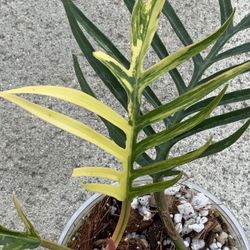 Philodendron Tortum Variegated 