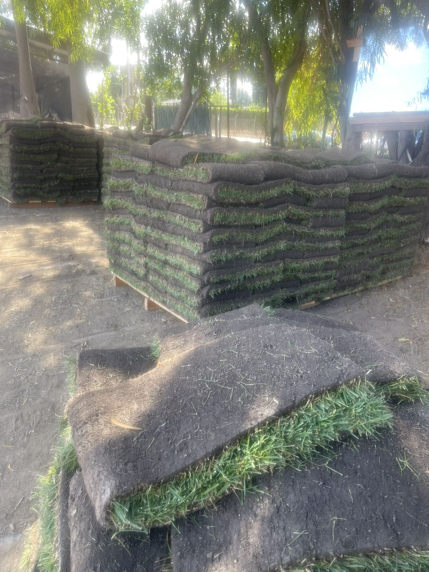 Grass And Sprinklers