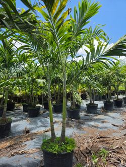 Christmas palms over 8 feet tall Instant privacy Hedge and decoration