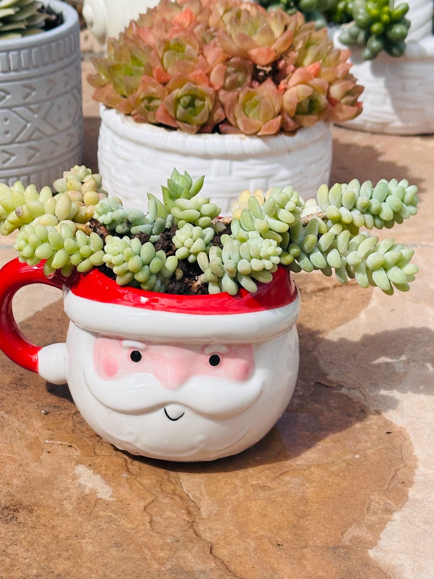 Santa with donkey’s succulent