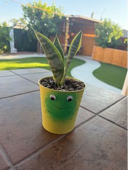 💚 ¡Dale vida a tu hogar con esta hermosa Sansevieria en maceta decorativa! 🐸