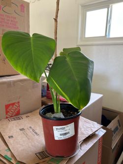 Monstera Plant