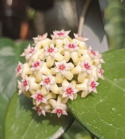 Hoya verticillata 'Black Margin”