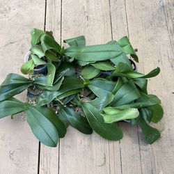 Phalaenopsis orchid plants