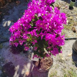Bougainvillea Plant And Flowers 