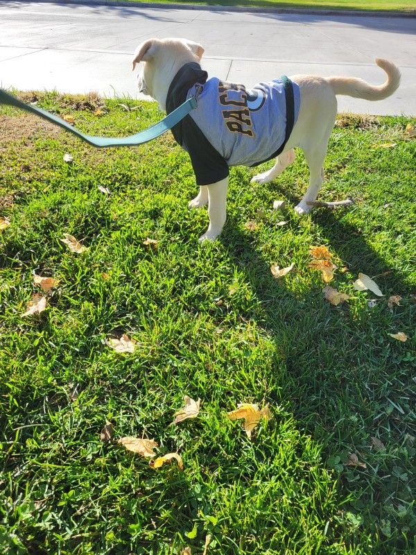 Dog Jersey - NFL Packers (M)