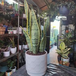 Snake Plants 