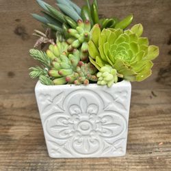 Succulent Arrangement 