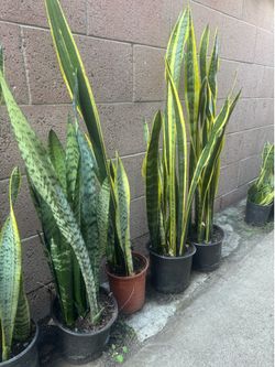 Tall and full snake plant 20$ each