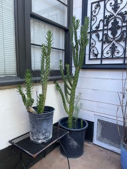 Cacti eves needle