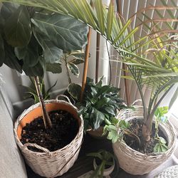 Plants And Pots!