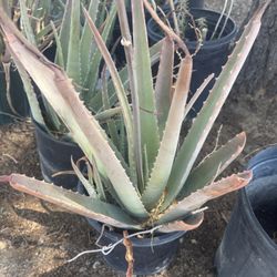 Aloe Vera For Sale 
