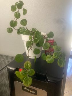 Swedish Ivy Or millionaire plant