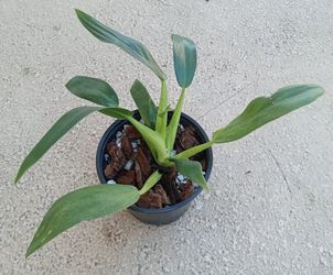Rare Philodendron Martianum 'Fat Boy' Plant