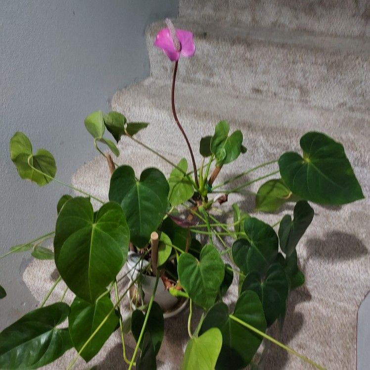 Beautiful Plant