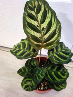 Houseplant Beautiful Variegated Leaves Peacock Calathea Plant 10" In Pot 4"
