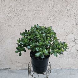 Jade Succulent Plant-Good Luck Plant