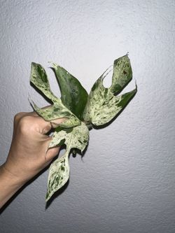 Epipremnum Pinnatum Marble Cuttings