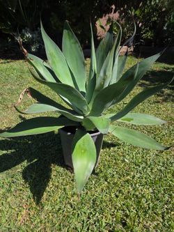 Foxtail Agave Plant