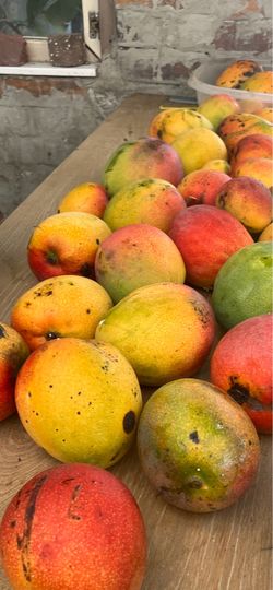Very sweet and juicy mango