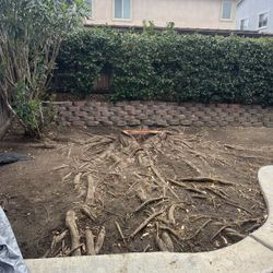 TreeTrimming🌴Palm Trimming