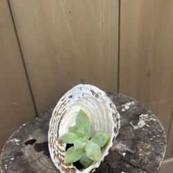 Living Plant In Sea Shell 🐚 
