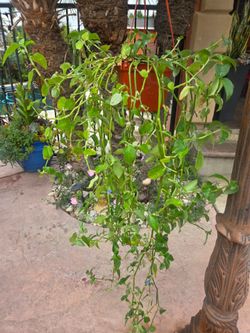 Hanging Suculent Plant