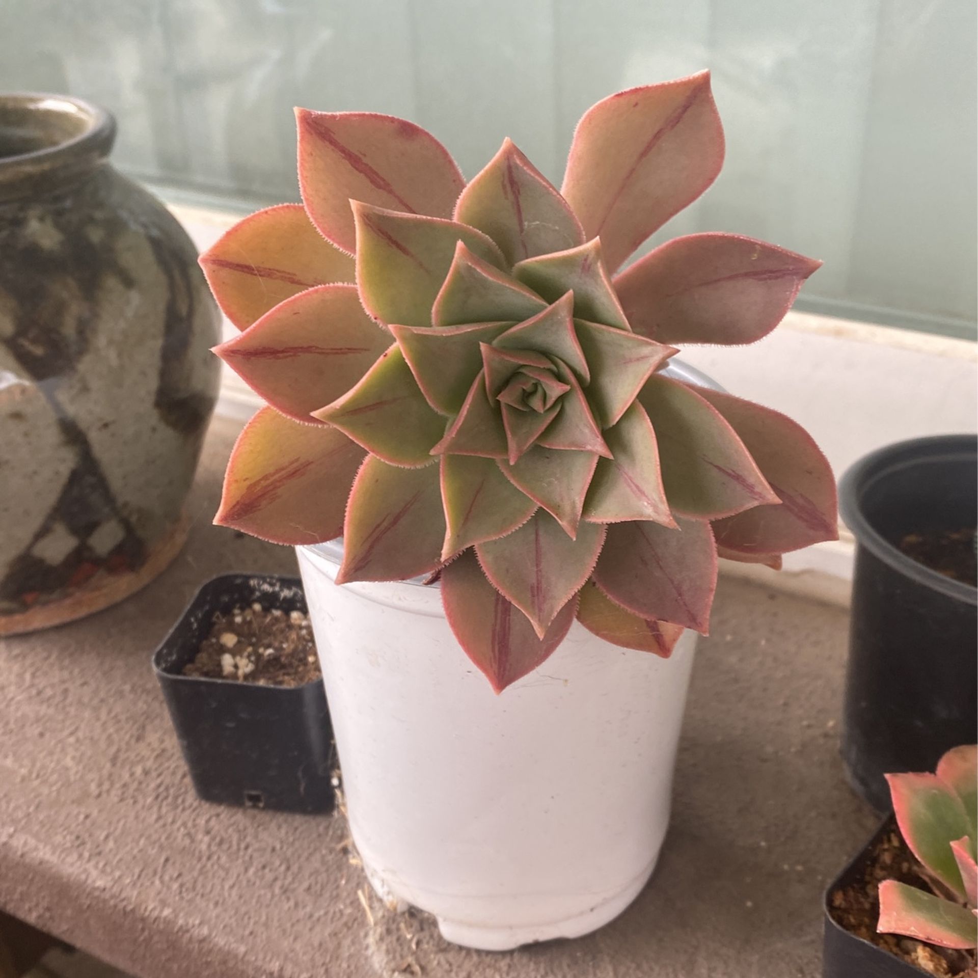 Unique Succulent 