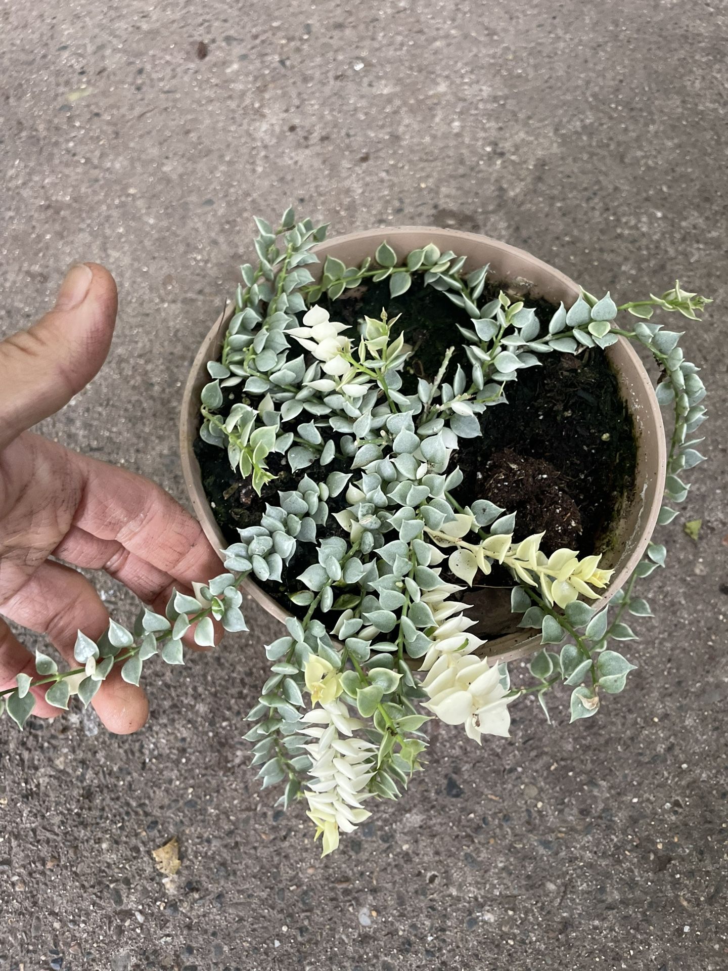 Specialty***Dischidia ruscifolia 'Variegata' "Million Hearts" (6” pot) 95820