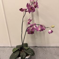 Orchid That Last Forever