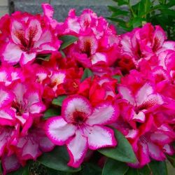 ‘Pomegranate Splash’ Rhododendron Bushes —