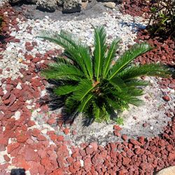 Good size Sago Palm Tree $60