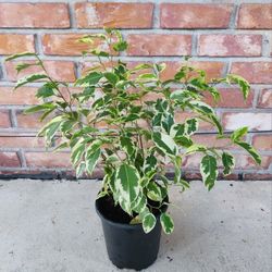 Ficus Benjamina Variegated 