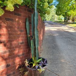 VERY TALL CACTUS - Peruvian Apple Cactus