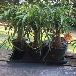 Pet Safe Ponytail Palms For Sale!!!