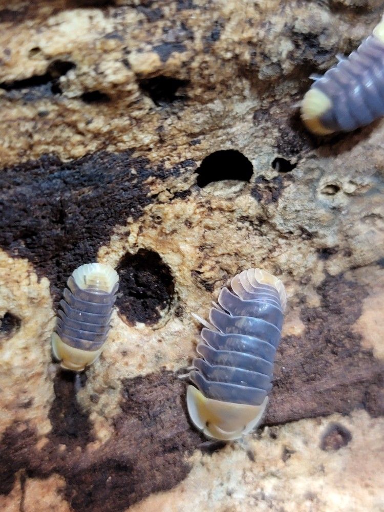 Bio-active Starter Isopods & Springtails