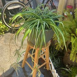 Spider Plant