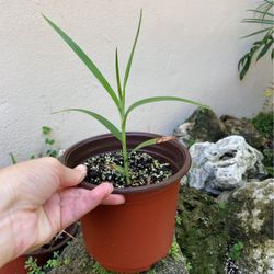 Bamboo Orchid Cutting