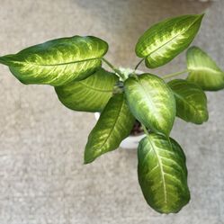 Dieffenbachia/Dumb Cane In Ceramic Pot