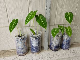 Alocasia Frydek Plants