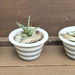 5 Pots Of Succulents All For $10. Pick-up In Aurora.