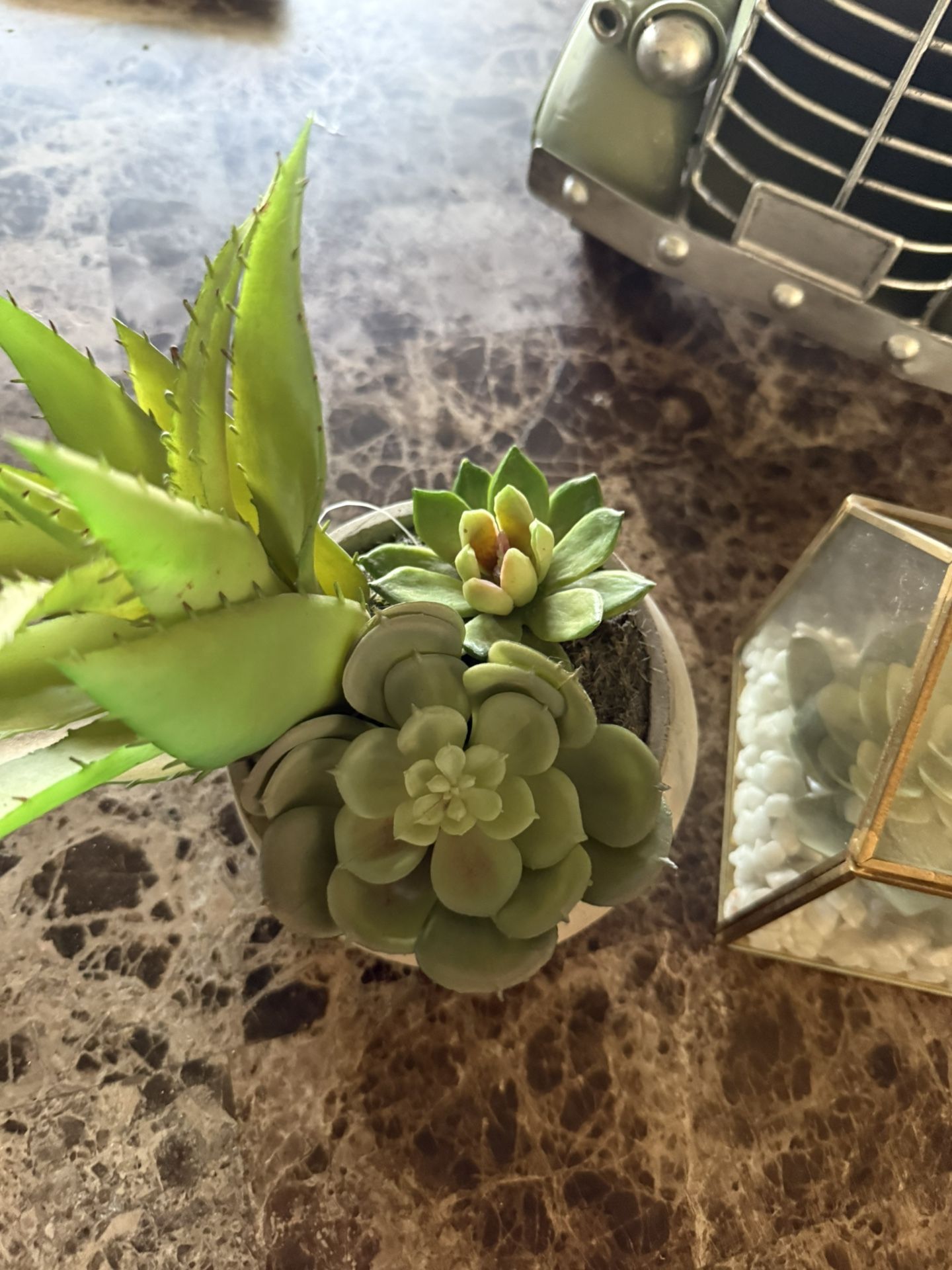 2 Succulents
