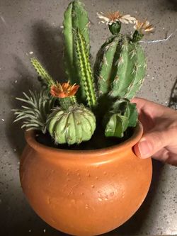 Terracotta Potted Cactus Arrangement Orange Blooms planter varied succulents cacti home decor garden southwest western boho hipster indie cottage