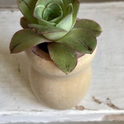 Baby Mountain Rose succulent 