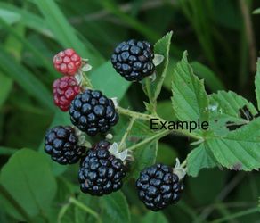Blackberry Plant