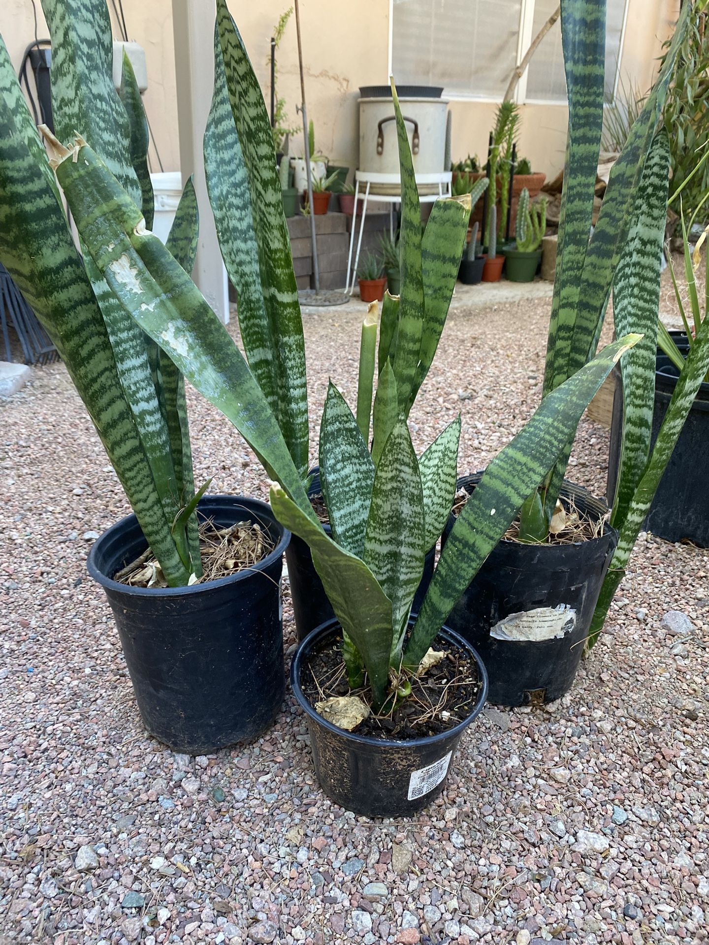 SNAKE  PLANT