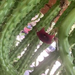 Red Dragon ,Starfish Flower 